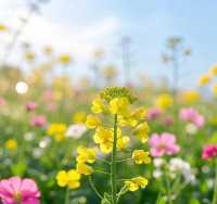 闖入春日限定西山公園彩色油菜花絕了