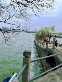 無錫蠡園春日櫻花賞花全攻略