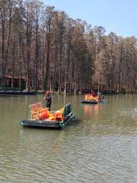 江蘇旅行 | 李中水上森林公園旅遊攻略