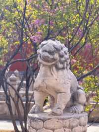 北京故宮｜春天紫禁城賞花季