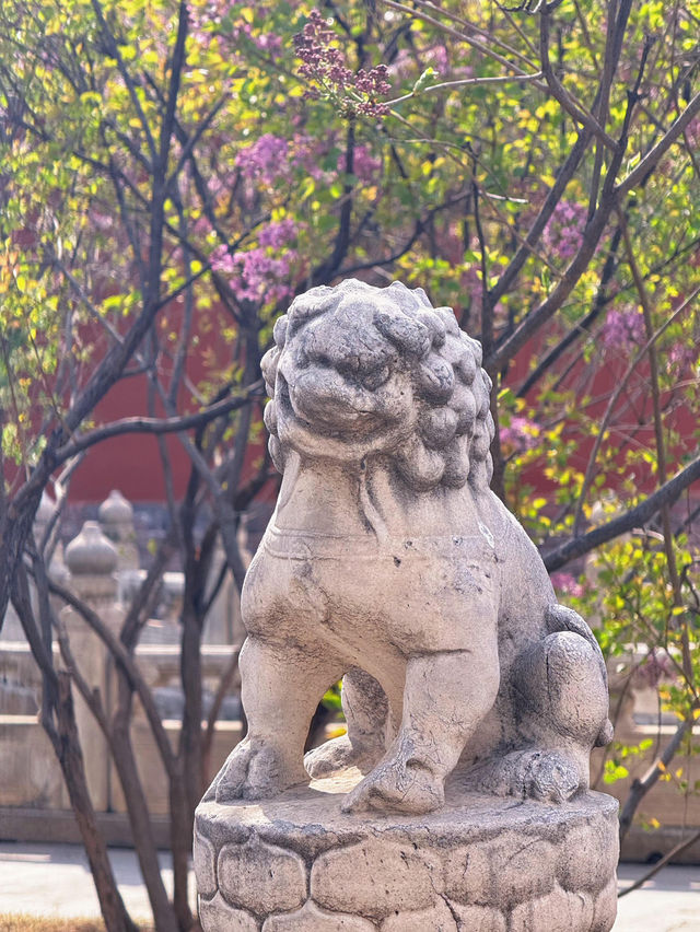 北京故宮｜春天紫禁城賞花季