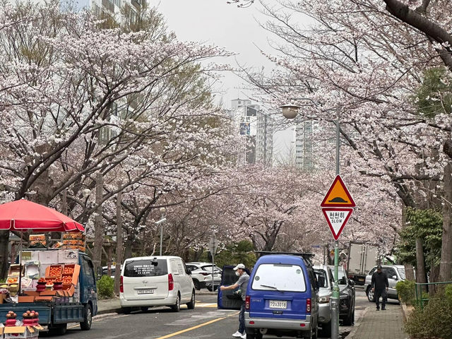 釜山櫻花季，我先替大家大飽眼福啦🌸