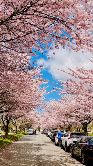Vancouver Cherry Blossom Express 5 | A Spring Fairytale on Yukon Street
