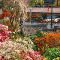 甘坑古鎮丨肆意生長的春🌸