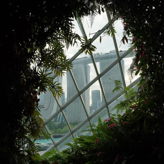 🇸🇬 | 🌲🌿新加坡雲霧森林｜闖入現實版「阿凡達」仙境！