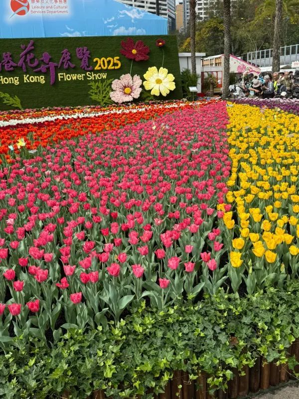 🌺香港維多利亞港花卉展2025：仿佛童話世界的美麗盛宴🌺