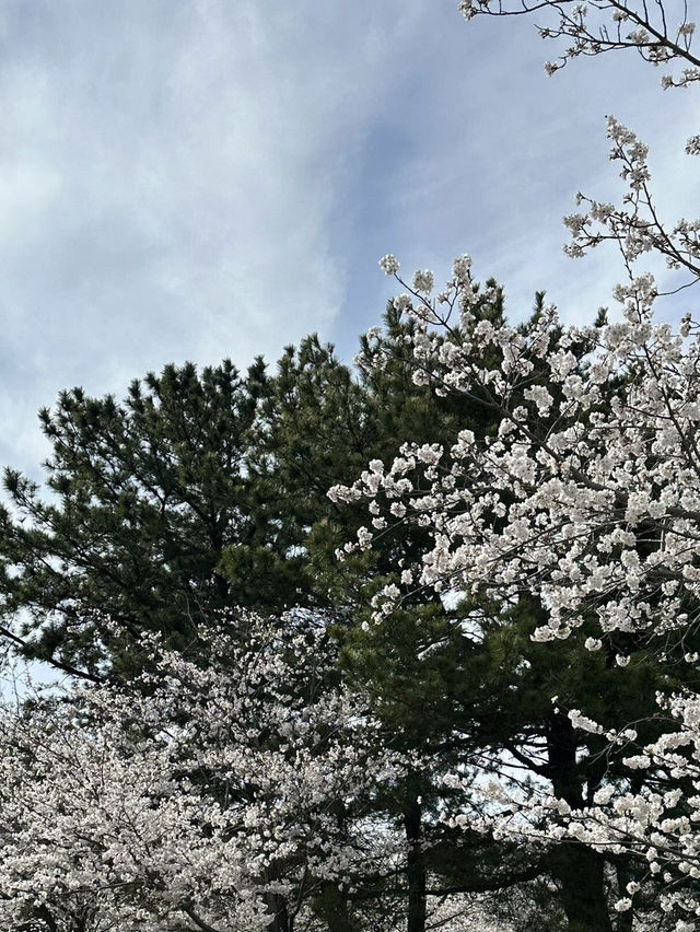 福岡海之中道公園櫻花誌