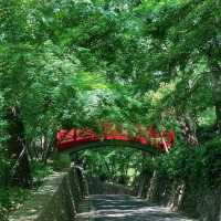 闖入現實版綠野仙蹤🌿中山植物園北園治愈指南