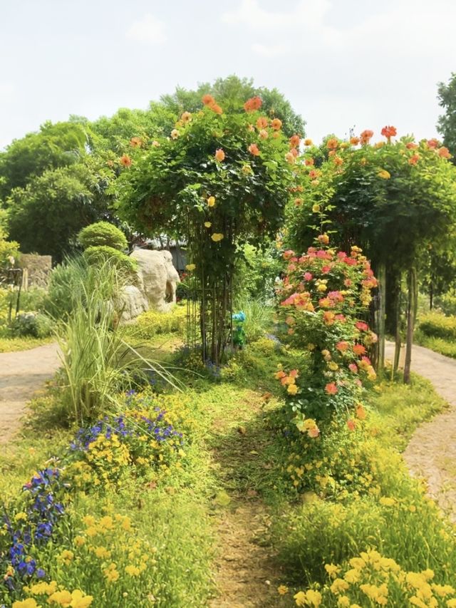 【鄭州月季公園｜被低估嘅初夏頂流！人少花多快啲嚟！】
