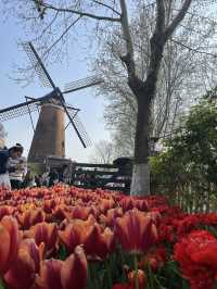 Luboyuan Nanjing: a mini Netherlands to see tulip 🌷