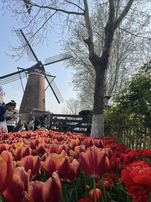 Luboyuan Nanjing: a mini Netherlands to see tulip 🌷