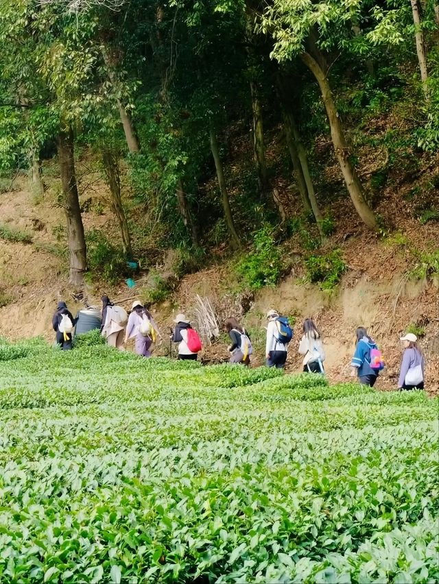 在杭州隱藏着一條被時光雕琢的秘徑：豆腐皮古道。
