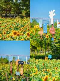 🌻合肥祥源花世界 向日葵花海夢幻打卡