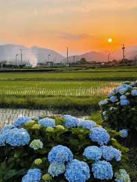 神奈川 | 邂逅繡球花小村莊🌸