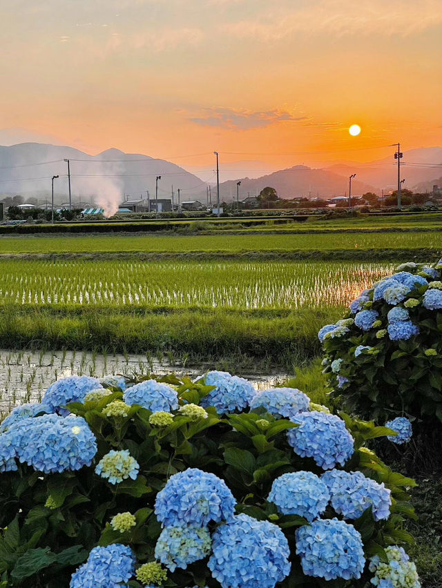 神奈川 | 邂逅繡球花小村莊🌸