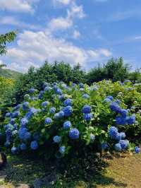 伊豆下田公園 | 繡球花的絕美盛宴