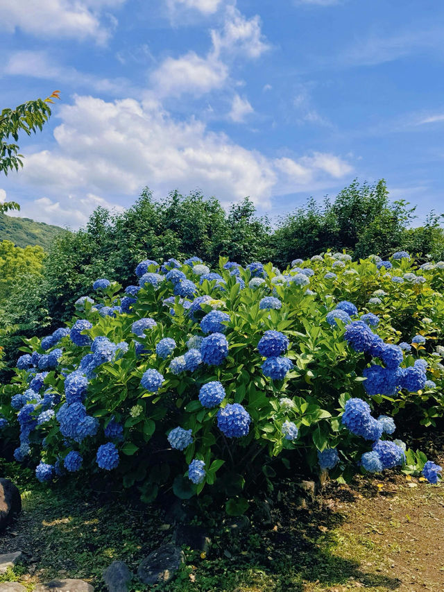 伊豆下田公園 | 繡球花的絕美盛宴