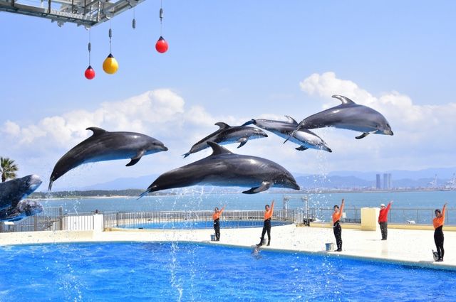 花海騎遊·與鯊共舞：探索福岡海之中道
