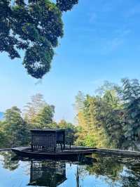 為咗呢棵樹 專登嚟咗峨眉山