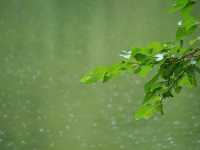 圓明園雨荷攝影指南