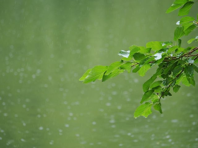 圓明園雨荷攝影指南