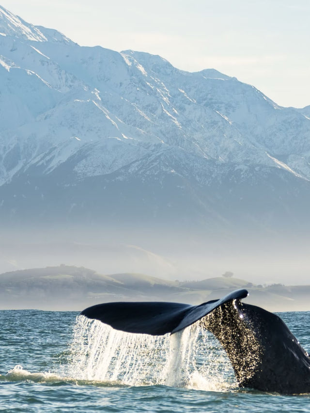 🌿 NZ Dreamscape: 7 Days in Middle-Earth!