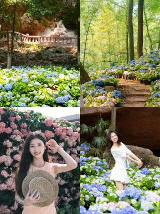 수국 폭풍｜6대 모네 정원에 침입!