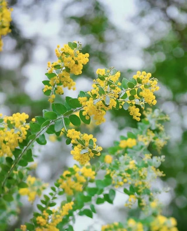 南寧狮山公園拍照秘境分享