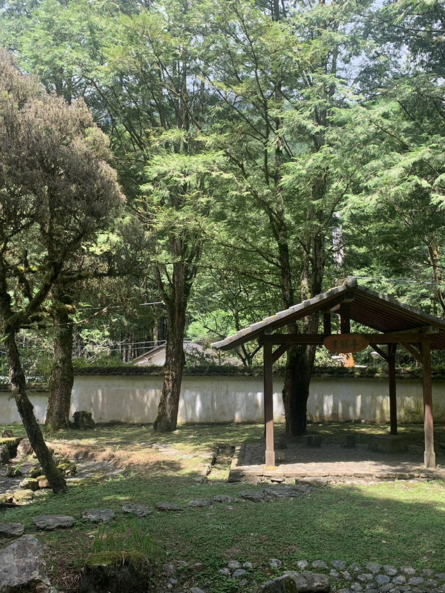 藏在山林裡的綠色奇境：走進臺灣的秘境森林，找回內心的平靜