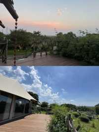 夏日避暑天花板 住進森林帳篷睇星星