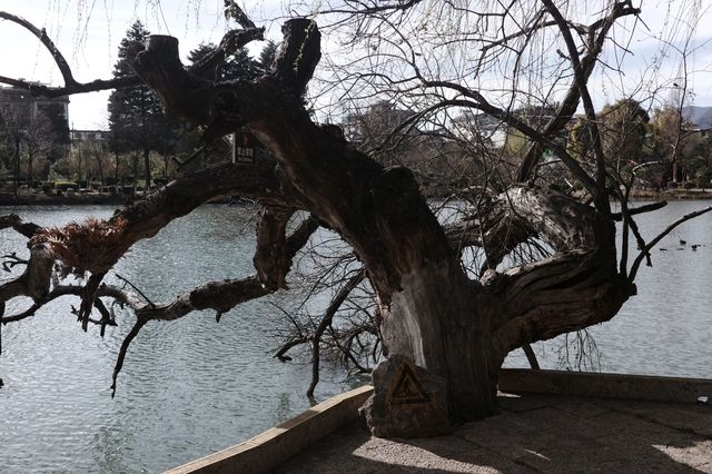 黑龍潭公園真係可以免費入！超值呀！！！