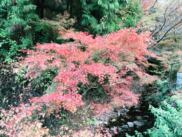 六甲山絕景！大阪後花園的日出雲海之戀】**  