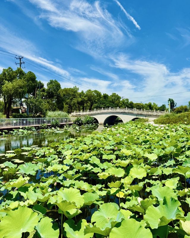 誤入莫奈花園！上海閔行浦江鎮牌樓村賞荷攻略