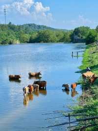 武漢2小時直達！湖北「小伊犁」玩水全攻略野餐溯溪yyds！
