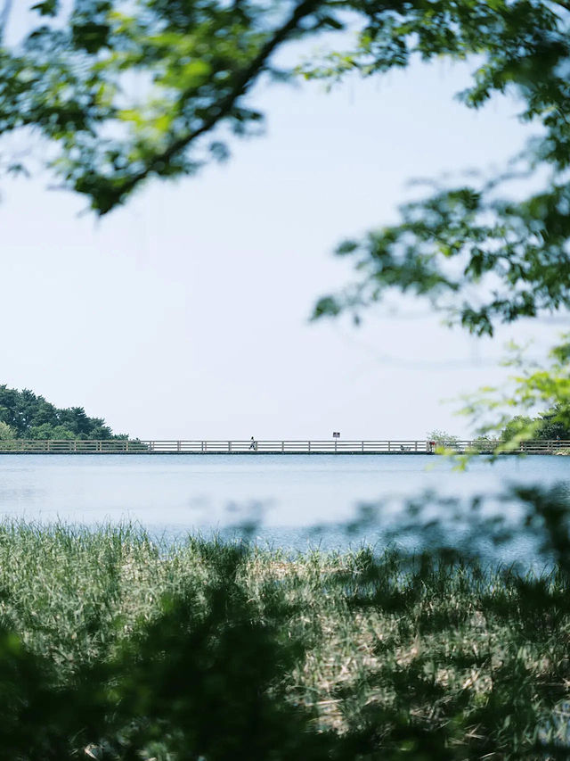 淄博小「神農架」 瀑布+雲海