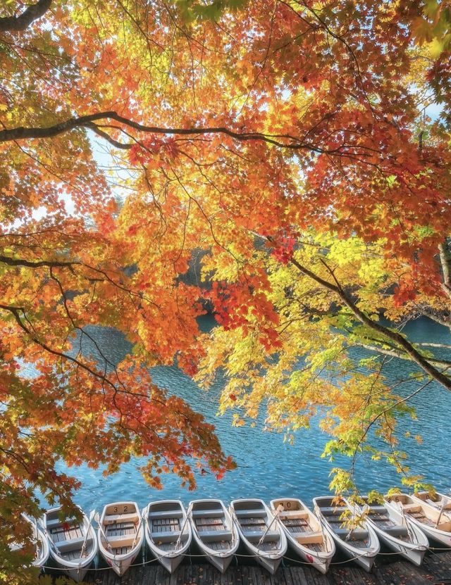 日本紅葉3大區穩妥觀賞期指南來啦