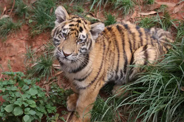 Kunming—Huzhou, come here to experience the true daily life of wild animals