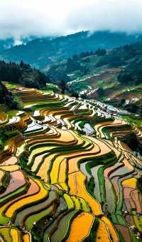 層層疊疊的田壟如天梯般蜿蜒山間，吊腳木樓隱現於雲霧中如仙境