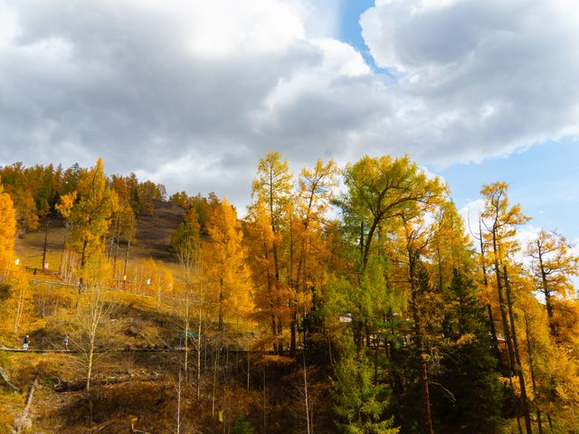喀納斯河畔：秋日色彩的絕美盛宴