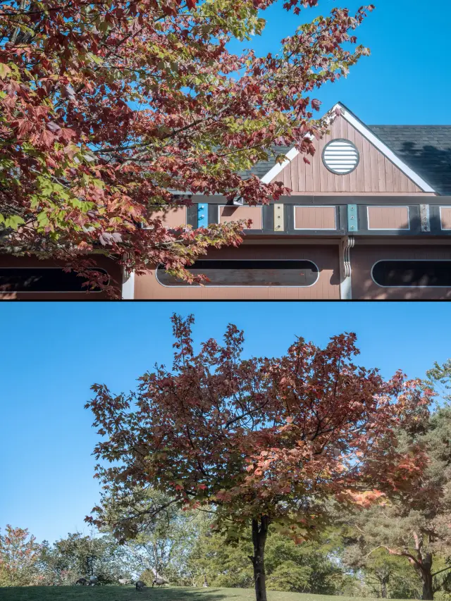 Toronto｜Solo Tour of Three Islands and the Skyline