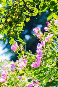 愚園木芙蓉花海綻放