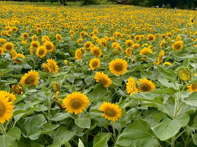 香山開瘋了！50畝金色花海美成梵高油畫