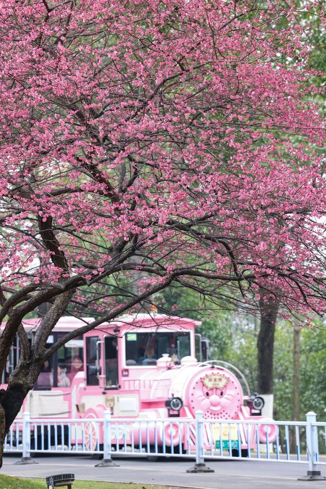 橘子洲景區梅花