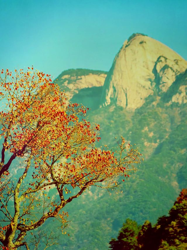 紅橙黃綠 ，最美秋天