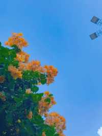 接下來的廣州，滿城花開