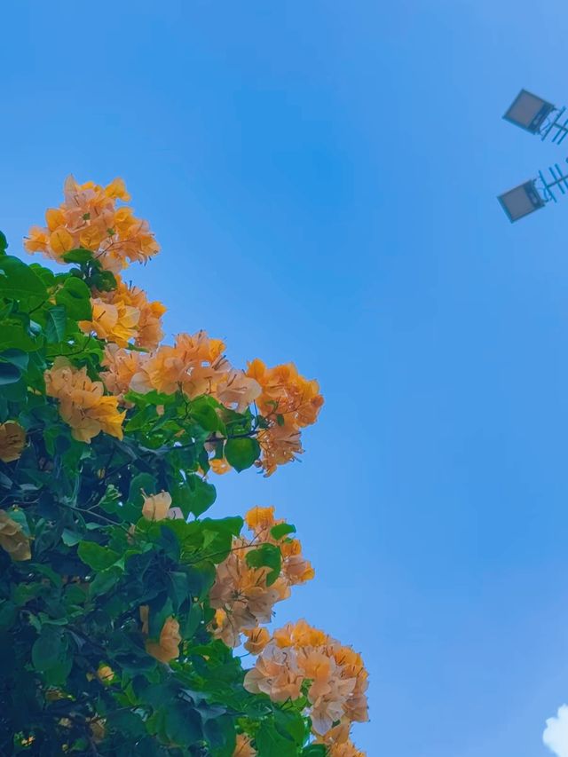 接下來的廣州，滿城花開