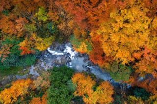 A Niche Autumn Scenery and Wilderness Guide to Micang Mountain: Wangcang Jinchangba Forest Farm Autumn Colors