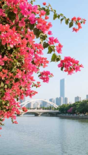 【廣東三角梅觀賞攻略|冬日限定浪漫,奔赴一場粉色花海盛宴】