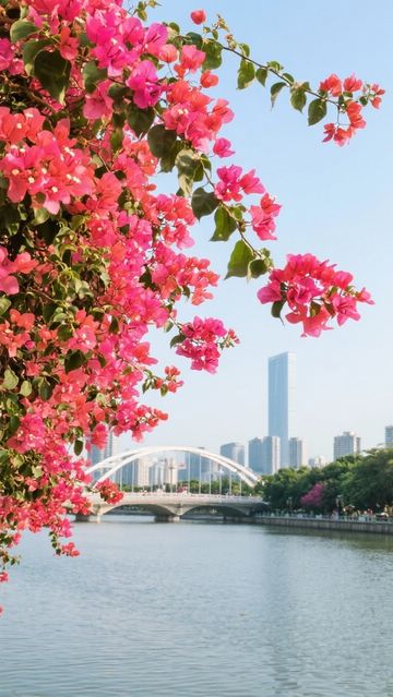 【廣東三角梅觀賞攻略|冬日限定浪漫,奔赴一場粉色花海盛宴】 【廣東三角梅觀賞攻略|冬日限定浪漫,奔赴一場粉色花海盛宴】