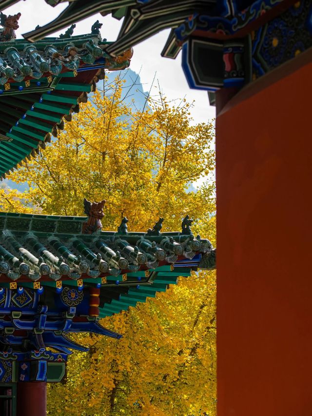 五老峰·秋|運城「雲端金脊」上線! 五老峰·秋|運城「雲端金脊」上線!